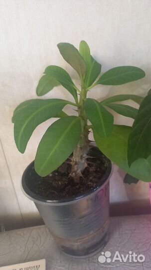 Продам комнатные цветы