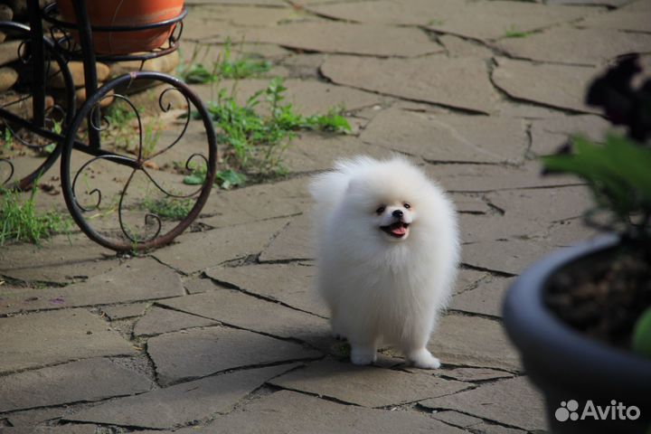 Белый мишка померанского шпица мальчик