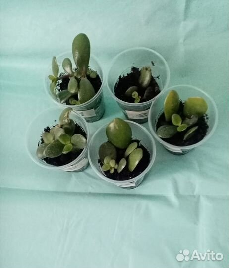 Крассула Толстянка Денежное дерево отростки