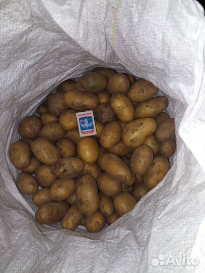 Продам картофель