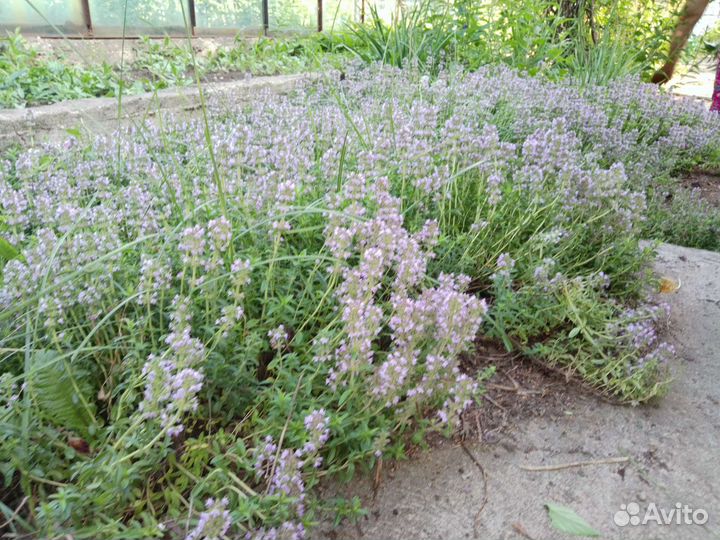 Чабрец (Тимьян)