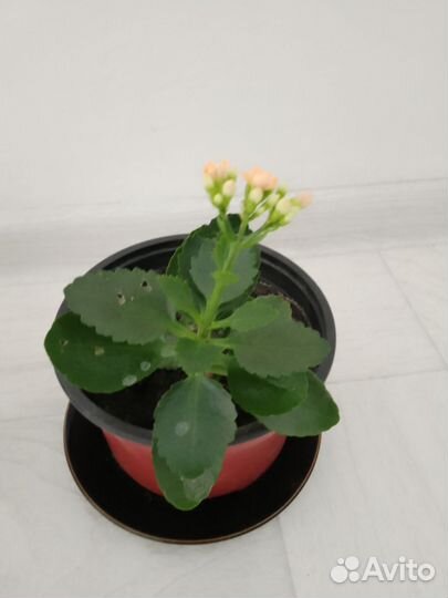 Каланхоэ цветущий