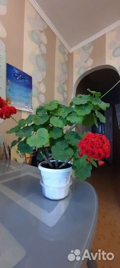 Пеларгония герань