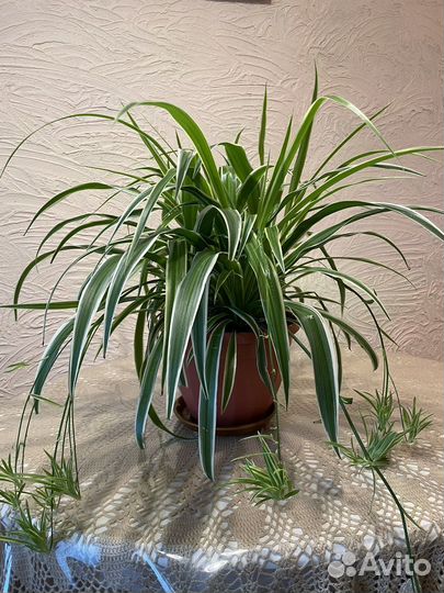 Хлорофитум полосатый