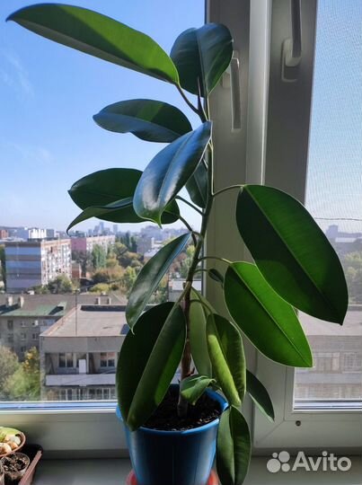 Фикус