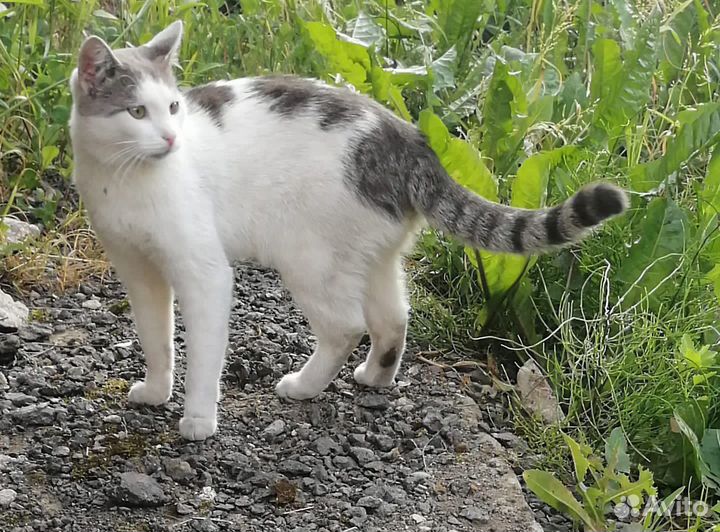 Брошенный котик с самыми грустными глазами
