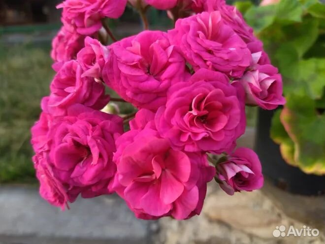 Пеларгония герань Византия