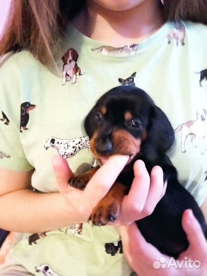 Собаки таксы