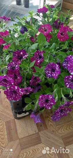 Укоренённые черенки, вербены колибрахоа