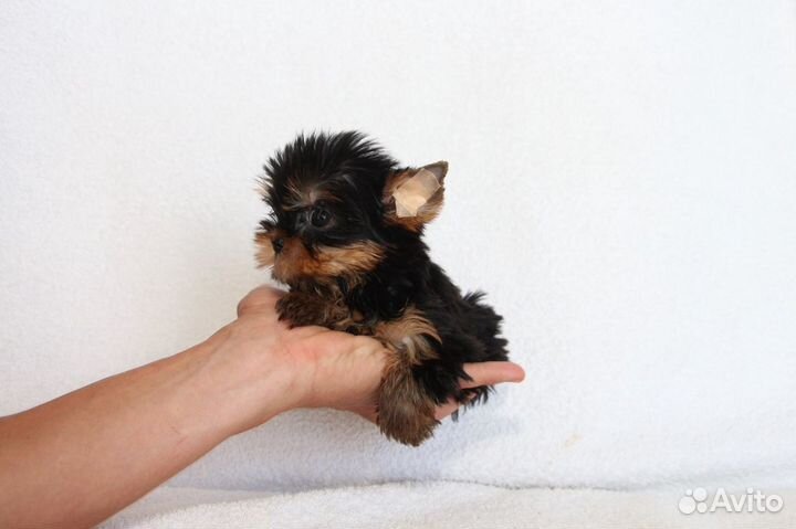 Красивые мини девочки и мальчики беби фейс