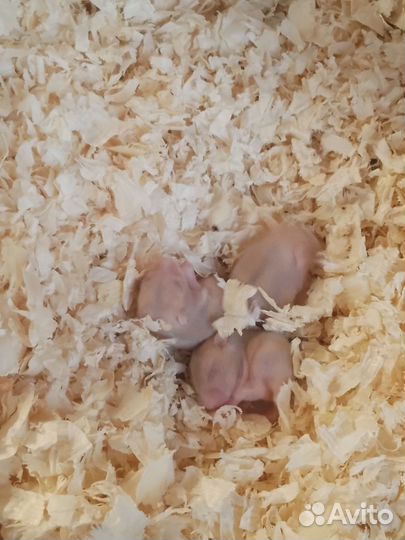 Джунгарский хомяк