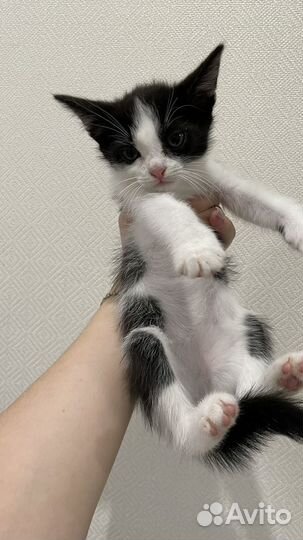 Котенок мальчик