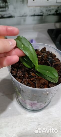 Продам Орхидеи