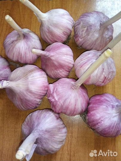 Озимый сортовой чеснок