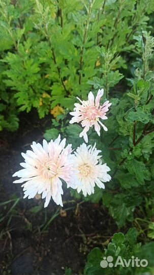 Хризантемы (более 100 сортов)