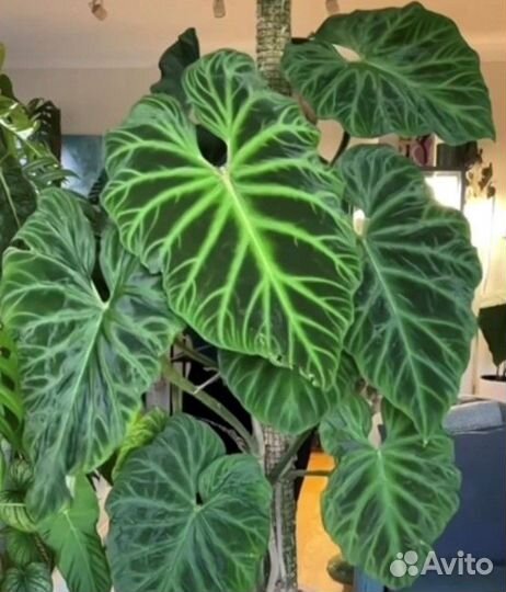 Филодендрон Варрикоза (Бородавчатый)