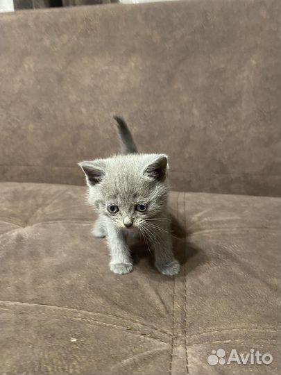 Отдам в добрые руки котят