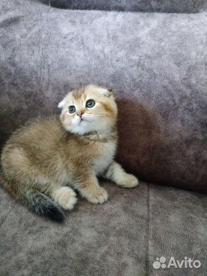 Элитный шотландские котята золотого окраса
