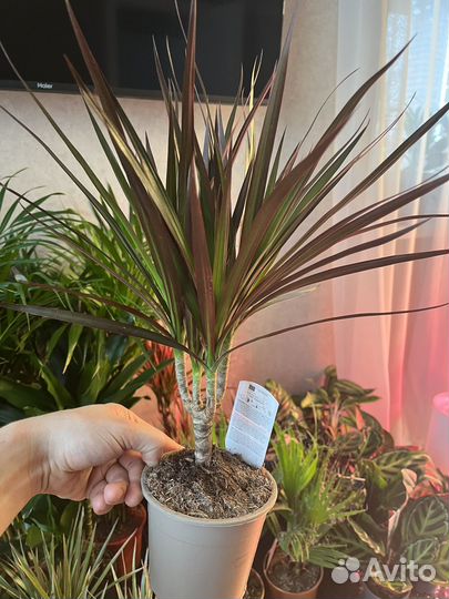 Драцена маргината, маджента 12/40