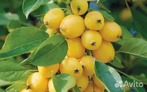 Ранетка Янтарная /Китайка Золотая