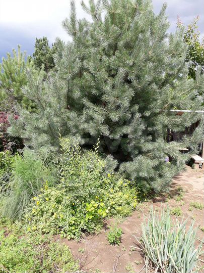 Участок 6 сот. (СНТ, ДНП)