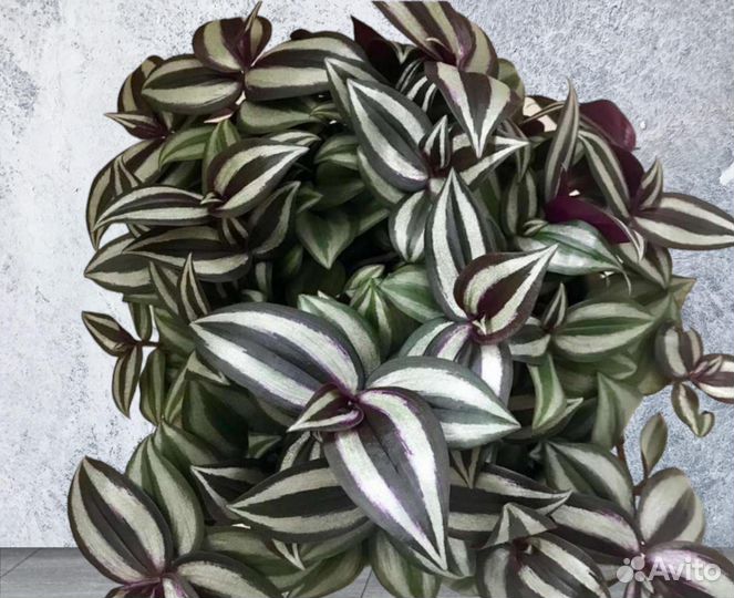 Традесканция зебрина вьюн цветы