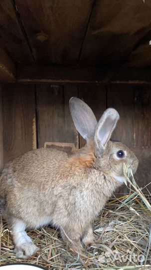 Кролики мясных пород