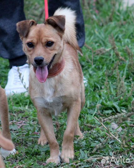 Мелкий пёс в добрые руки