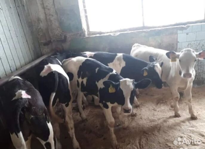 Телята бычки на откорма