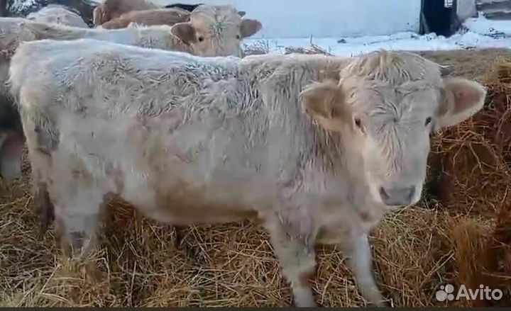 Продам телят 8 мес