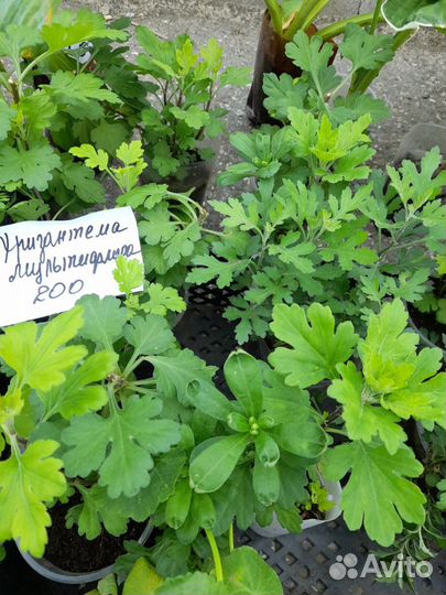 Цветы однолетки и многолетки