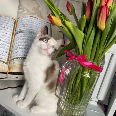Рэгдолл котёнок