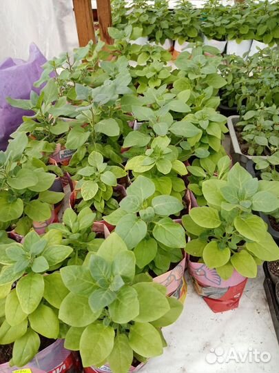 Петуния: кустовая, тайдалы, ампель