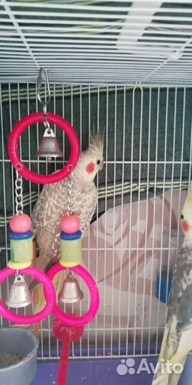 Попугай корелла