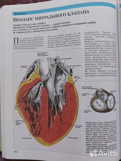 Медицинская энциклопедия, кардиология, неврология