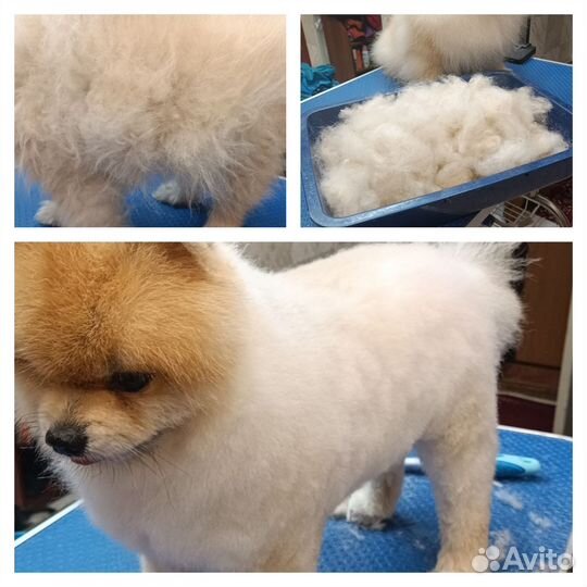 Стрижка собак и кошек