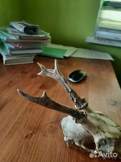 Рога косули