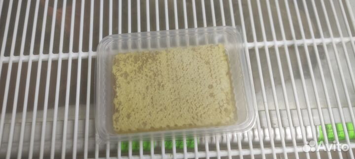 Продукты пчеловодства