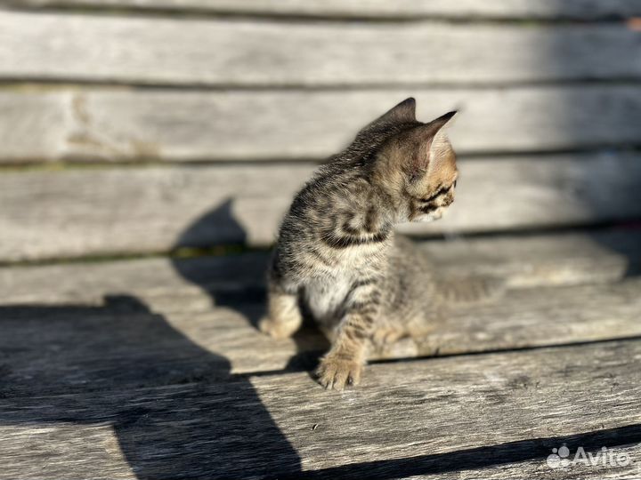 Бенгальские котята