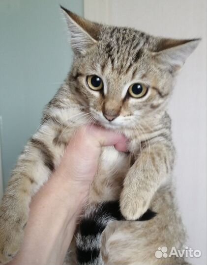 Котенок девочка 3,5 месяцев