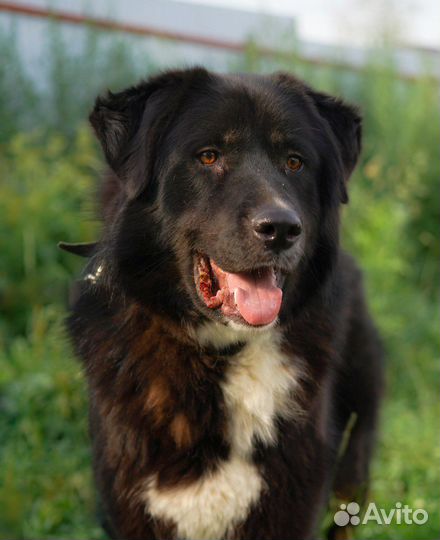Крупная собака Алтай ищет семью