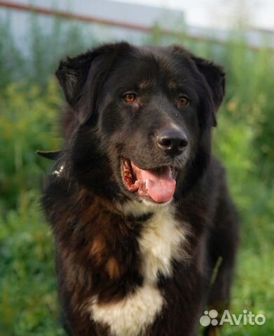 Крупная собака Алтай ищет семью