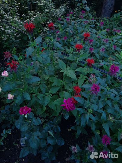 Монарда, флоксы, лилейники и другие многолетники