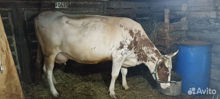 Корова высокоудойная