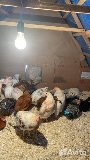 Цыплята 2-х месячные
