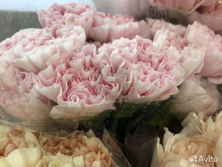 Букет из диантусов