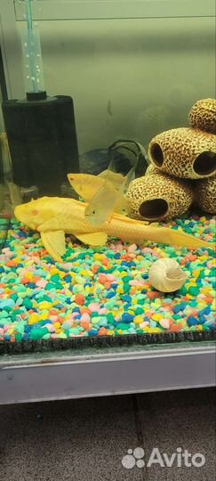 Парчовый сом Альбинос