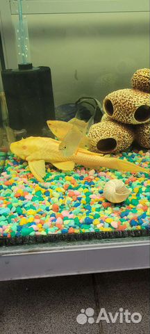 Парчовый сом Альбинос