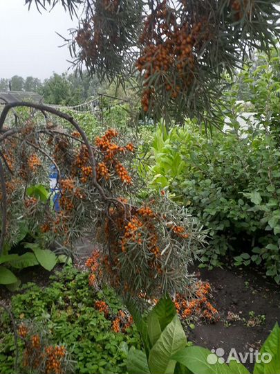 Облепиха для заморозки