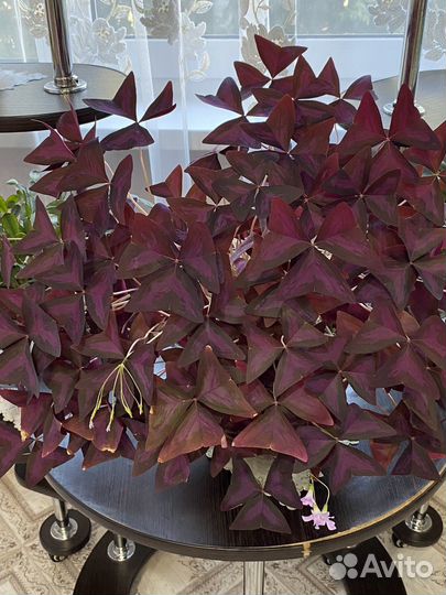 Амазонская лилия,Хатиора,Кислица,Хойя